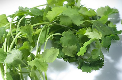 Coriander hero